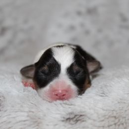 Lamborghini - Black and tan male Pembroke Welsh Corgi puppy in Goliad, Texas from Rogers’ Fluffy Butt Corgis