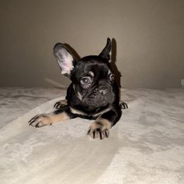 French Bulldog Puppies from Millers kennel