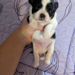 Tucker - Black and white male Chihuahua puppy in Amity, Pennsylvania from Baxters Chihuahuas