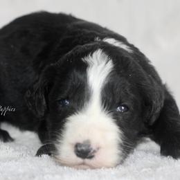 Corinne - Black and white female Sheepadoodle puppy in Lowry City, Missouri from Cooper Creek Puppies