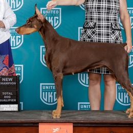 Freya - Doberman Pinscher