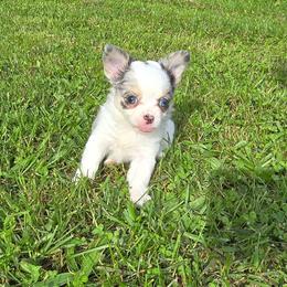 Mia - Merle female Chihuahua puppy in Amity, Pennsylvania from Baxters Chihuahuas