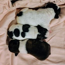 Girl 3 - White and brindle female French Bulldog puppy in Cleveland, Ohio from Pleasant Valley French Bulldogs