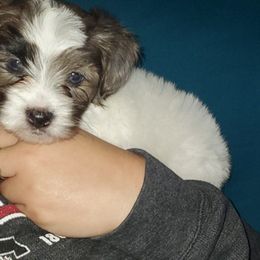 Romi - Parti male Yorkipoo puppy in Cottageville, South Carolina from Mandy's Yorkie's , Yorkiepoo's & Maltipoo's