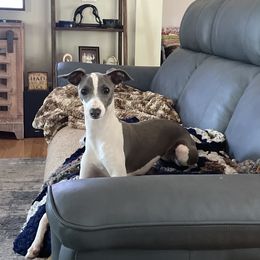 Ally - Italian Greyhound