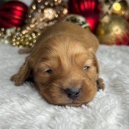 Pumpkin pie - Red female Dachshund puppy in Payette, Idaho from NT Mini Doxies