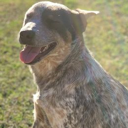 Australian Cattle Dogs from Amber Molina's Australian Cattle Dogs