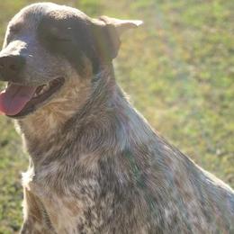Australian Cattle Dogs from Amber Molina's Australian Cattle Dogs