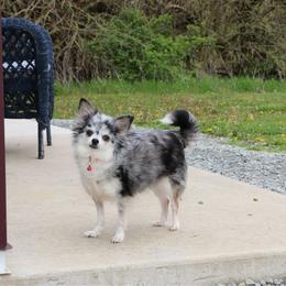 Addison - Blue merle female Chihuahua puppy in Wakarusa, Indiana from My Fuzzy Chihuahuas