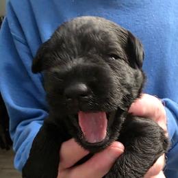 Girl 1 - Black female Miniature Schnauzer puppy in Fresno, California from Findell Kennel, LLC