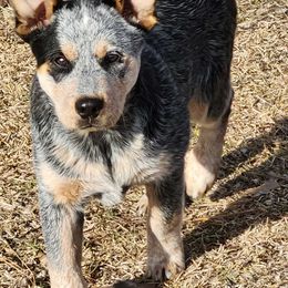 Oakley - Australian Cattle Dog