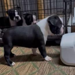 Z. Boy 3 - Black and white male Boston Terrier puppy in Mc Donough, Georgia from Ballard Boston Terriers