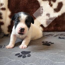 Boy 2: Slightly - Tri-color male Russell Terrier puppy in Harvel, Illinois from Ruff and Tumble Russell Terriers