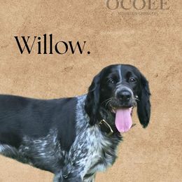 Willow - English Springer Spaniel