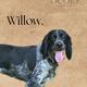 Willow
