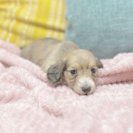 Girl 2 - Dachshund puppy in Newton, Mississippi from KP Dachshunds