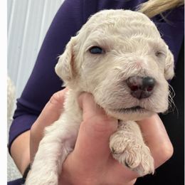 Goldendoodle Puppies from Goff’s Goldens
