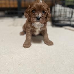 Cavalier King Charles Spaniel and Cavapoo Puppies from Larisa's Cavaliers