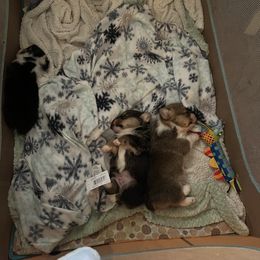 Pembroke Welsh Corgi Puppies from C2Corgis