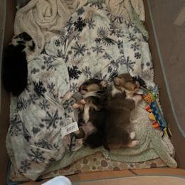 Pembroke Welsh Corgi Puppies from C2Corgis