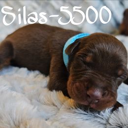 Red Rust male - 5500 - Red and rust male Doberman Pinscher puppy in Aurora, Indiana from Double-Take Doberman Kennels