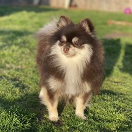 Fendi  - Pomeranian