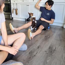 Yorkshire Terrier Puppies from Randy Smith