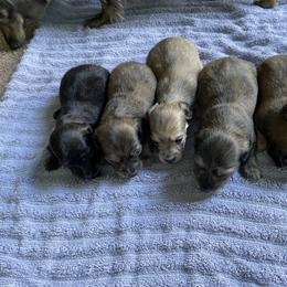 Dachshund Puppies from M.H.P Dachshunds