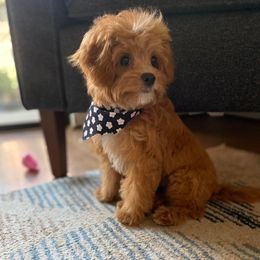 Assorted Doodle Crosses and Cavapoo Puppies from Chalk Creek Cavapoos and Cavapoochons