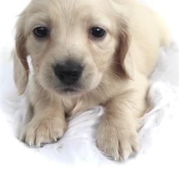 Dachshund Puppies from Bald Mountain Dachshunds