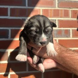 Pink - Sable and white female Siberian Husky puppy in Virginia Beach, Virginia from Fly Siberian