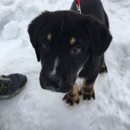 Chinook Puppies from Desert Sol Chinooks