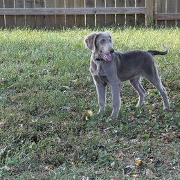 Silver boy 1 - male Long Haired Weimaraner puppy in Lancaster, Kentucky from Heavy Hollow Farm