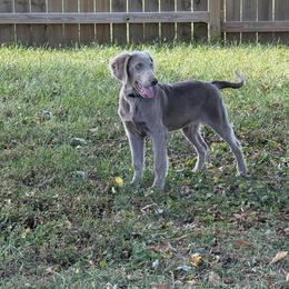 Silver boy 1 - male Long Haired Weimaraner puppy in Lancaster, Kentucky from Heavy Hollow Farm