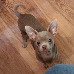 Violet - Chihuahua