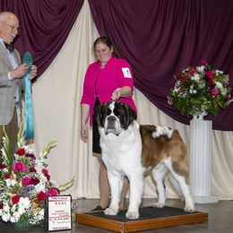 Saint Bernard All Grown Up from Metal Saints
