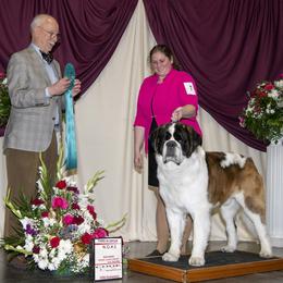 Saint Bernard All Grown Up from Metal Saints
