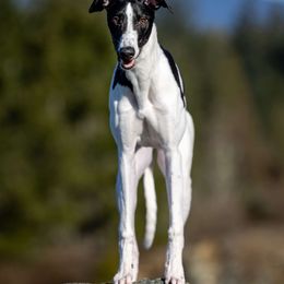 Golden Retriever and Greyhound Puppies from K and E Kennels