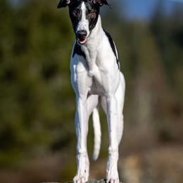 Golden Retriever and Greyhound Puppies from K and E Kennels