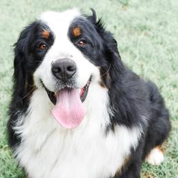 Bernese Mountain Dog Puppies from Breakfield Berners