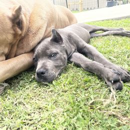 Cane Corso Puppies from Bayou Cane Corso