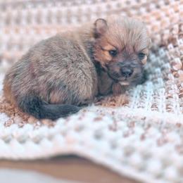 Butch - male Pomeranian puppy in Plainfield, Indiana from Abby's Pampered Pooches