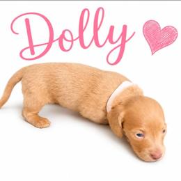 Dolly - Fawn (Isabella) female Dachshund puppy in Vacaville, California from SchmooterBabies
