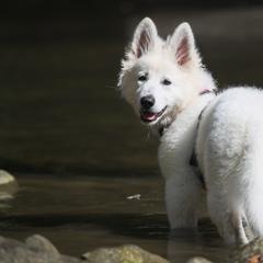 Berger Blanc Suisse Puppies from Nasha Comanda White Swiss Shepherds
