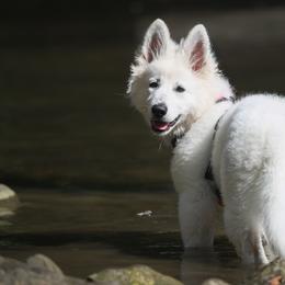 Berger Blanc Suisse Puppies from Nasha Comanda White Swiss Shepherds