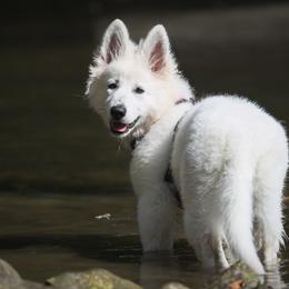 Berger Blanc Suisse Puppies from Nasha Comanda White Swiss Shepherds