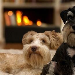 Miniature Schnauzer puppies from Hardcastle Family Schnauzer’s