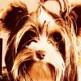 Mylo - Yorkshire Terrier