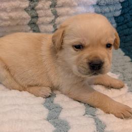Dolly - Yellow female Labrador Retriever puppy in Garnett, Kansas from Timberland Creek Labradors