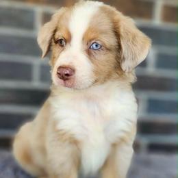 Kona - Red merle male Miniature Australian Shepherd puppy in Alabama from SBA Aussies